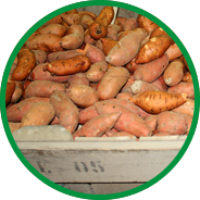 cure sweet potato howell farming