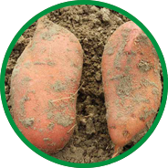 grade sweet potato howell farming