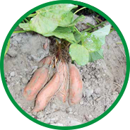 grow sweet potato howell farming