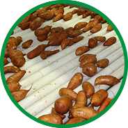 pack sweet potato howell farming
