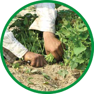 transplant sweet potato howell farming