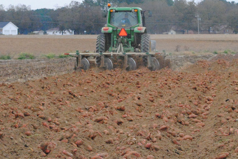 sweet potato field