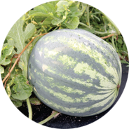 harvest watermelon howell farming