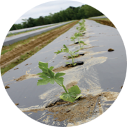 plant watermelon howell farming