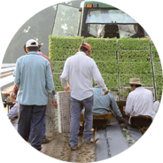 transplant watermelon howell farming