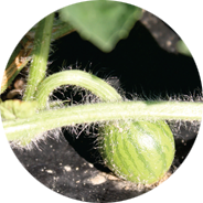 vine watermelon howell farming